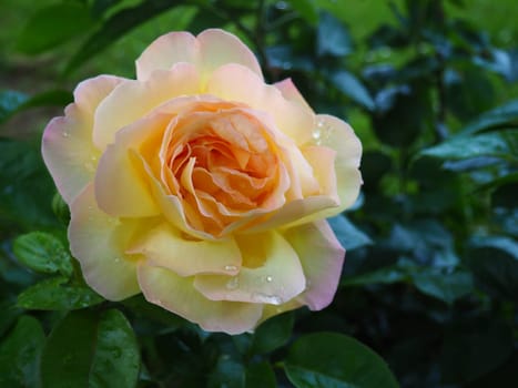 yellow rose in the garden. Yellow, white nuances in the color of the petals. Green leaves in the background. Soft focus.