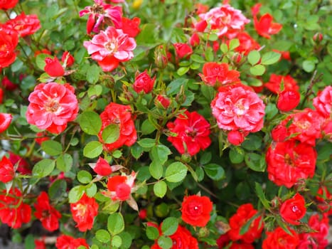 red roses bushes. many small red roses on bushes