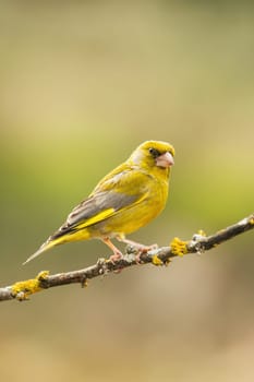 European Greenfinch-The European Greenfinch, or just Greenfinch (Carduelis chloris), is a small passerine bird in the finch family Fringillidae.