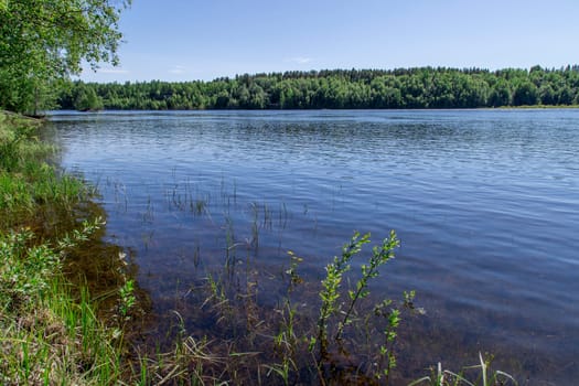 Swedish River with Forest in the background.