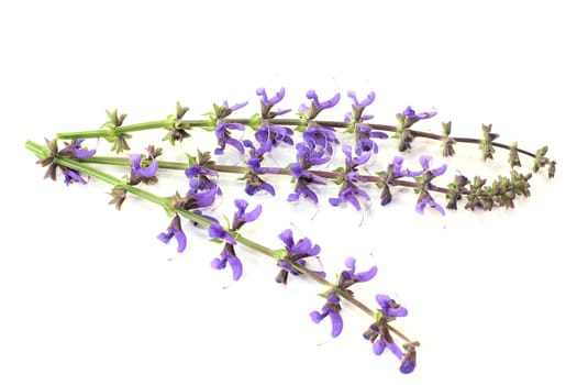 blue sage flowers against a bright background