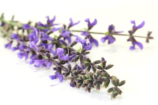 blue sage flowers against a bright background
