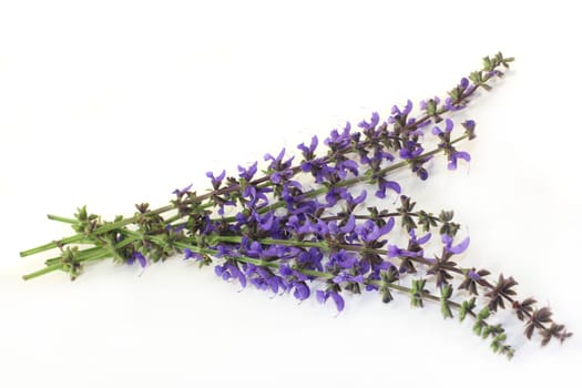 blue sage flowers against a bright background