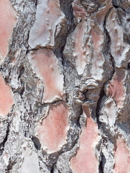 cortex pine close up. Close up image in front of a pine tree.