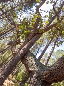 Pine and Cork Oak embrace in the forest