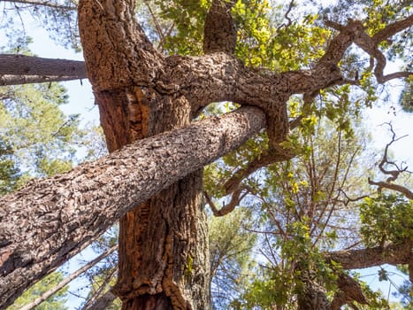 Pine and Cork Oak embrace in the forest