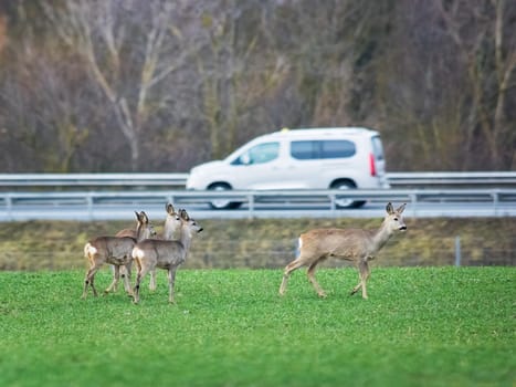 Roe deer and the danger of traffic