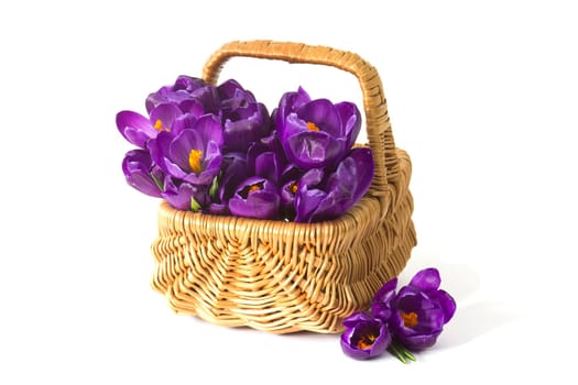 crocus flowers in a basket on white background - fresh spring flowers