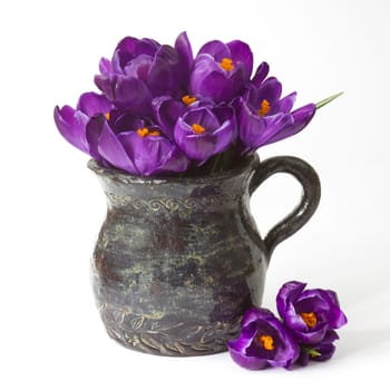 crocus flowers in a vase on white background - fresh spring flowers
