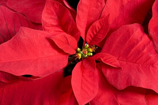 Poinsettia