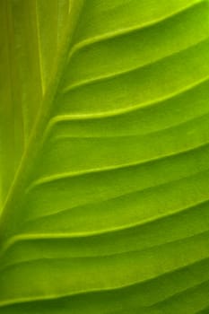 Leaf Pattern
