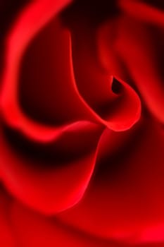 Red Roses