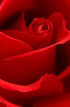 Red Roses