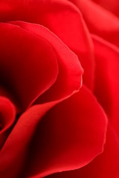 Red Roses