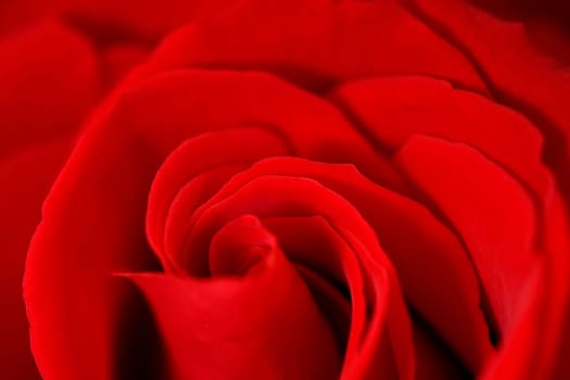 Red Roses