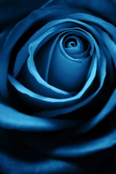 Blue Rose