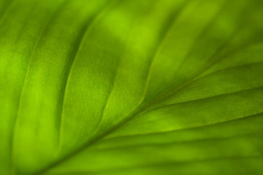 Leaf Pattern