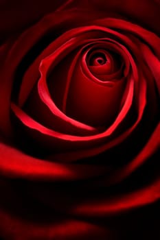Red Rose