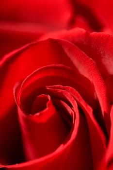 Red Roses