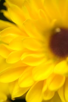 Black Eyed Susan