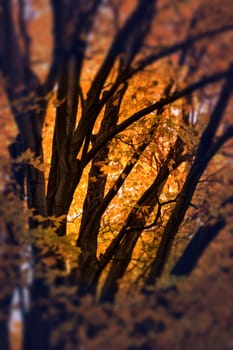 lost in the woods. Fall Foliage in Grand Isle, VT in the Lake Champlain Islands