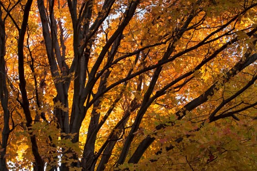 Lost in the woods. Fall Foliage in Grand Isle, VT in the Lake Champlain Islands