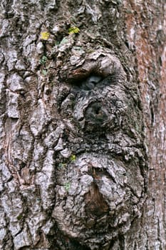 portrait owner of the forest Goblin, abstraction, background, bark of an old tree