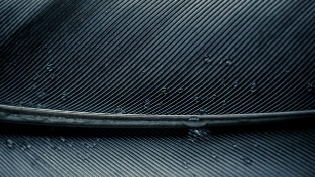 Closeup and macro shot of a feather pattern with rachis, barbs and water drops.