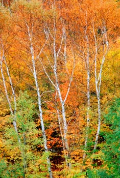 Birch Trees in the Autumn in Vermont.