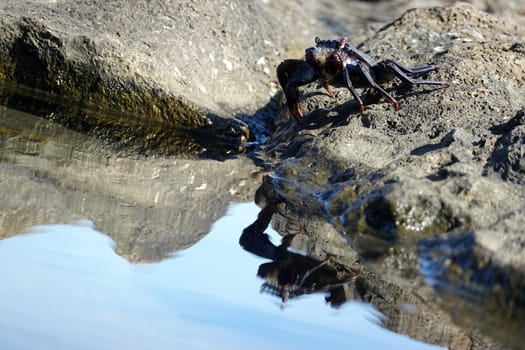 Grapsus adscensionis - Ostatlantische Rote Felsenkrabbe, Gran Canaria, Spanien, San Agustin