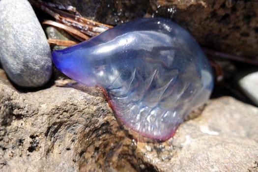 gestrandete Portugiesische Galeere (Physalia physalis), Gran Canaria, Spanien, San Agustin