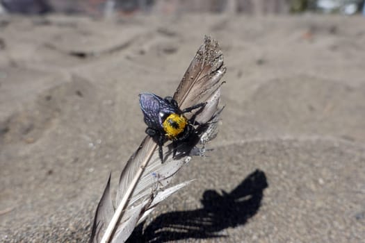 Holzbiene Xylocopa pubescens, Gran Canaria, Spanien, San Agustin