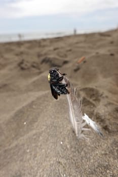 Holzbiene Xylocopa pubescens, Gran Canaria, Spanien, San Agustin