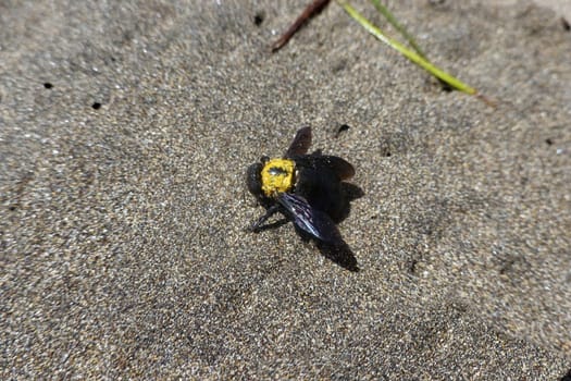 Holzbiene Xylocopa pubescens, Gran Canaria, Spanien, San Agustin