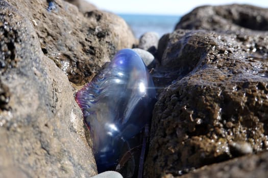 gestrandete Portugiesische Galeere (Physalia physalis), Gran Canaria, Spanien, San Agustin