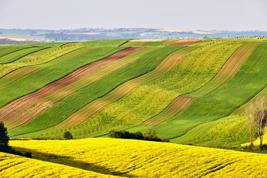 Amazing green and yellow rape spring fields Landscape. Agriculture Rural scene. Czech Moravia colza canola farmland bloom. Sunny waving hills. Minimalistic nature background.