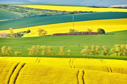 Amazing green and yellow rape spring fields Landscape. Agriculture Rural scene. Czech Moravia colza canola farmland bloom. Sunny waving hills. Minimalistic nature background.