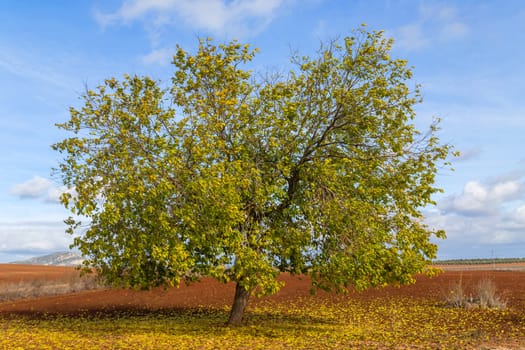 A lonely oak in the middle of the pasture in Extremadura. Spain