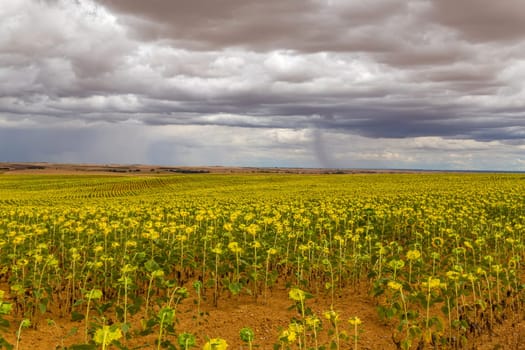 Field of sunflowers on the camino de santiago, Navarra, Spain