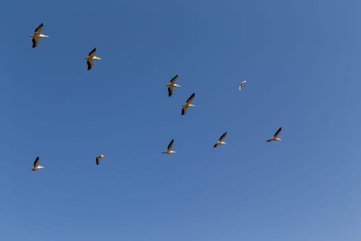 Flock of flying pelicans on blue sky. Its a Pink-backed pelican , Pelecanus rufescens in Djoudj national park, Senegal. It is bird sanctuary in Africa.