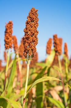 Sorghum or Millet field agent blue sky background