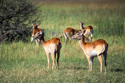 Lechwe (Kobus leche), Moremi Wildlife Reserve, Ngamiland, Botswana, Africa.