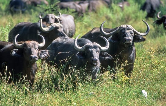 Buffalo (Syncerus caffer), Moremi Wildlife Reserve, Ngamiland, Botswana, Africa.