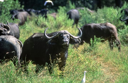 Buffalo (Syncerus caffer), Moremi Wildlife Reserve, Ngamiland, Botswana, Africa