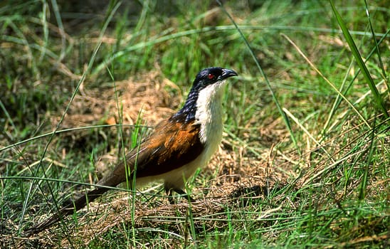 Copperytailed Coucal (Centropus cupreicaudus), Moremi Wildlife Reserve, Ngamiland, Botswana, Africa.