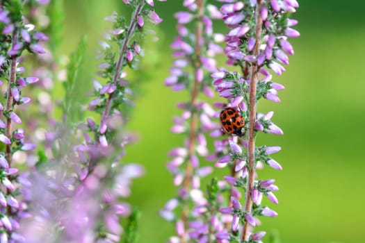 A Ladybird on a pink flower in green nature
