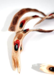 Akazie Acacia salicina,Schote mit Samen, Gran Canaria, Spanien, San Agustin