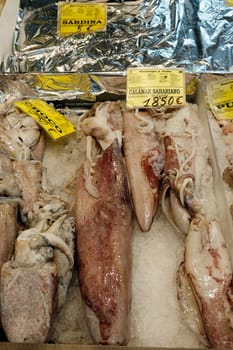 Kalmar (Loligo vulgaris) und Tintenfisch (Sepia officinalis) in der Markthalle Mercado de Vegueta, Gran Canaria, Spanien, Las Palmas