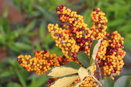 Kleine Strahlenaralie - Schefflera arboricola, Fruchtstand mit Beeren in unterschiedlichem Reifegrad, Grann Canaria, Spanien, San Agustin