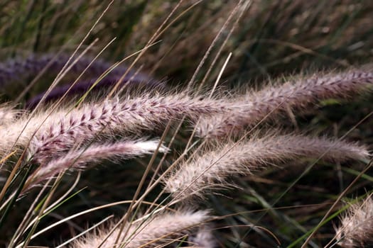 Lampenputzergras, Federborstengras - Pennisetum setaceum, Gran Canaria, Spanien, San Agustin